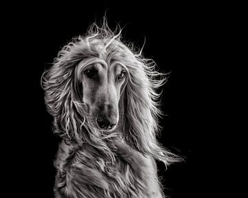 Wind blowing (Afghanhound) by Nuelle Flipse