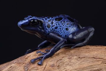 Blauwe Pijlgifkikker (Dendrobates tinctorius azureus) van Ronald Pol