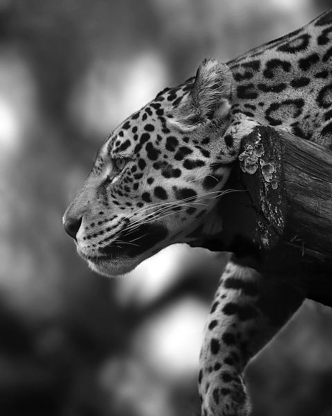 Weiblicher Jaguar in schwarz-weiß von Patrick van Bakkum