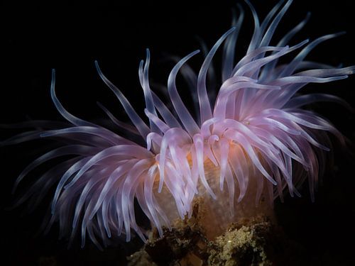 Renouée liseron dans l'Escaut oriental