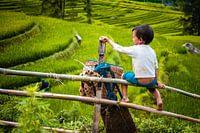 Child on fence