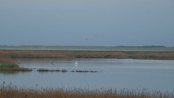 Ein Schwan, ein Fuchs und zwei Gänse