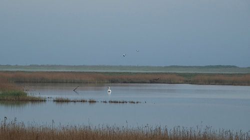 Un cygne, un renard et deux oies