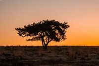 Lonely tree at sunrise