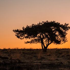 Arbre solitaire au lever du soleil sur Bernadette Alkemade-de Groot