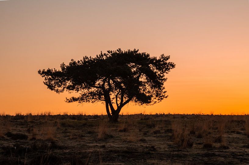Lonely tree at sunrise by Bernadette de Groot