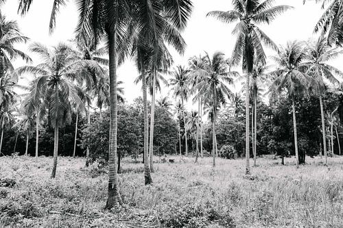 Palm trees (Palmen in Thailand, schwarz und weiß)
