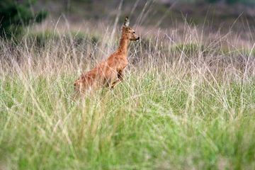 Vluchtend Ree by Gijs  Tjeerdsma