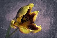 Tulp