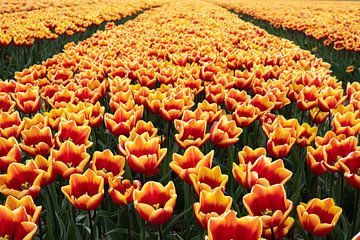 Field full of tulips by Lisette van Leeuwen
