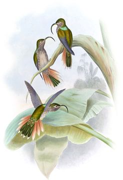 Condamine's Sickle-Bill, John Gould van Hummingbirds
