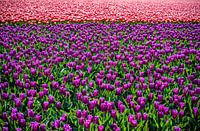 Tulpen Velden