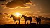 Silhouet van 3 paarden tijdens zonsondergang van Martijn van Dellen thumbnail