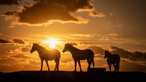Silhouet van 3 paarden tijdens zonsondergang