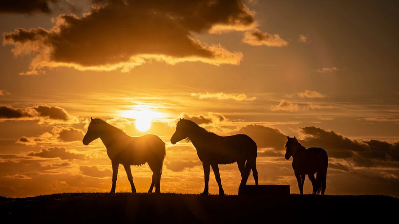 Silhouet van 3 paarden tijdens zonsondergang van Martijn van Dellen