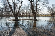 Bare trees reflected in the water surface by Ruud Morijn thumbnail