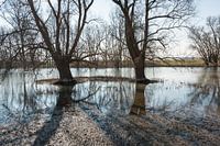 Bare trees reflected in the water surface