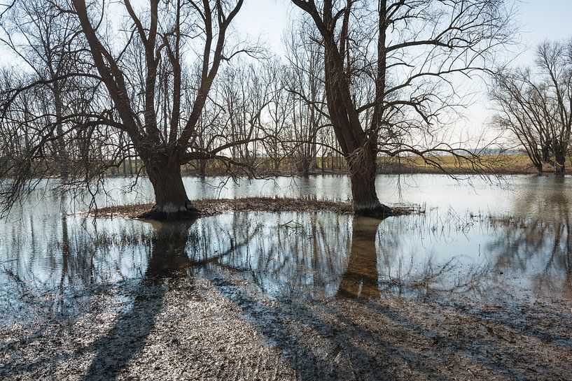 Bare trees reflected in the water surface by Ruud Morijn