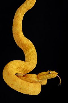 Wimpergroefkopadder (Bothriechis schlegelii) van Ronald Pol