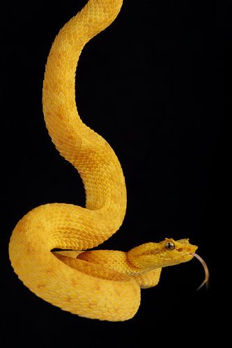 Wimpergroefkopadder (Bothriechis schlegelii)