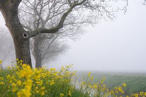 Raps und Bäume im Nebel