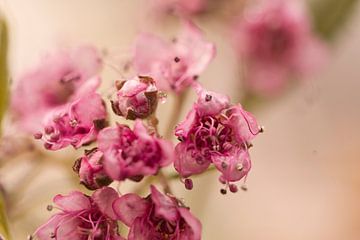 Zacht gekleurde bokeh achtergrond en abstracte bloemen van Jolanda de Jong-Jansen