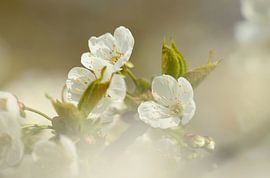 Blossom by Frank Smedts