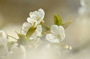 Blüte von Frank Smedts