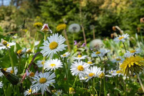 Wilde madeliefjes in een zonnige bloemenweide