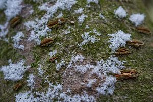 Schneeflocken auf Baumstamm