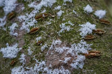 Sneeuwvlokken op boomstam van Iris Holzer Richardson