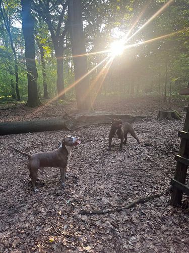 Bullys in the forest
