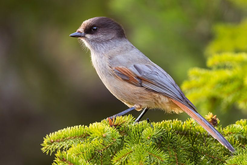 Siberian Jay II by Daniela Beyer