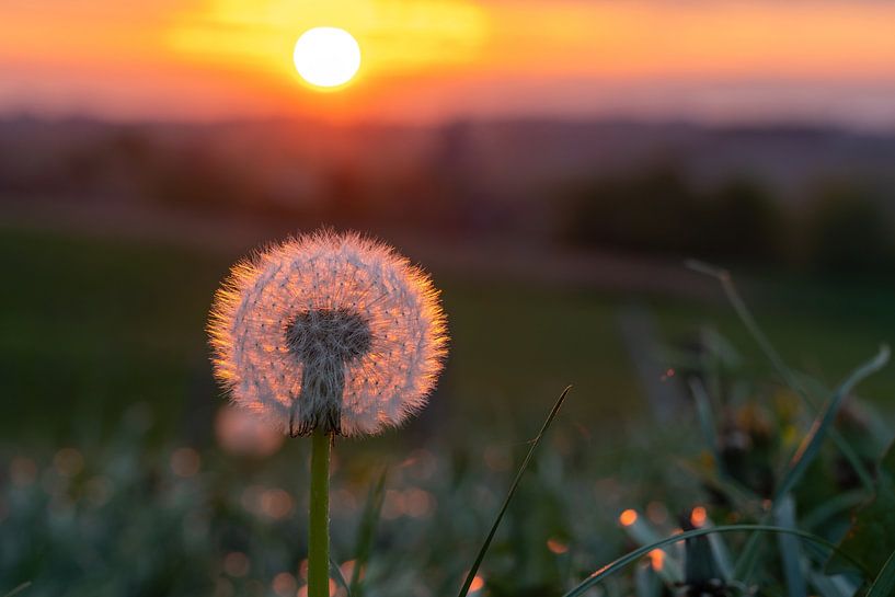 Dandelions in the landscape by Marcel Derweduwen