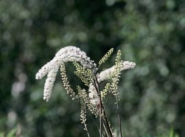 Black Cohosh resp.Cimifuga racemosa,lower Rhine region,Germany by Peter Eckert