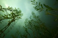 pondweed crucified