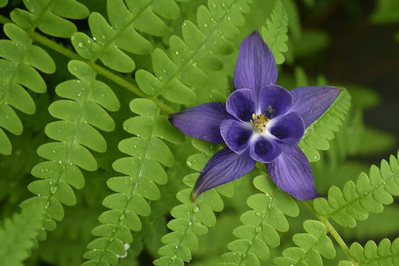 Eine Akelei-Blüte im Garten von Claude Laprise