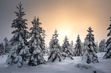 Kleine sparren in de sneeuw van Steffen Henze