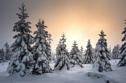Small spruces in the snow