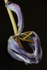 Tulipe émaciée et fanée sur Anne Ponsen