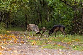 Zusammenstoß von zwei Damhirschen in der Brunftzeit von Wendy Hilberath
