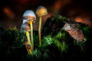 Forestfloor
