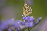 Vlinder in een zee van paars van Lizet Wesselman thumbnail