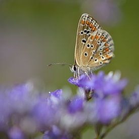 Butterfly in a sea of purple von Lizet Wesselman