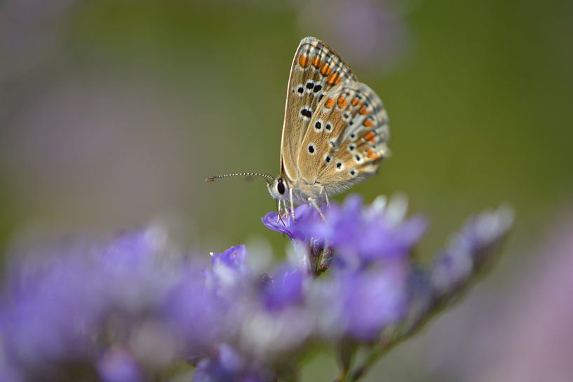 Vlinder in een zee van paars van Lizet Wesselman