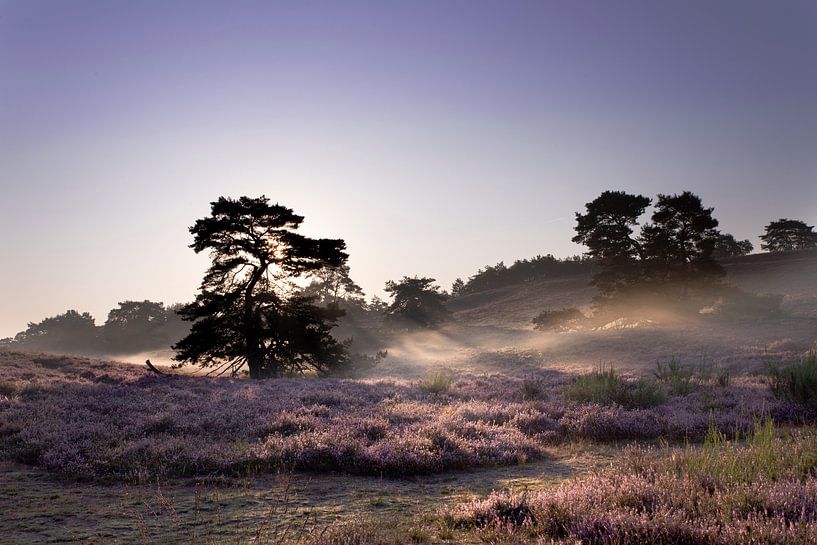 morgens auf dem Moor von picsbyronenvief