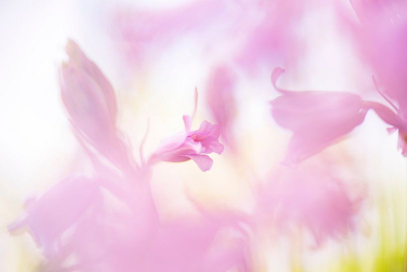Jacinthe de forêt rose par Francis Dost