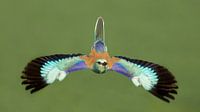Phragmite volant en Hongrie