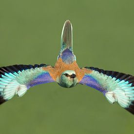 Vliegende Scharrelaar in Hongarije van Inge Duijsens
