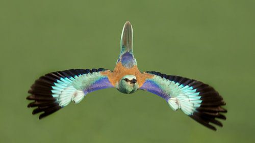 Vliegende Scharrelaar in Hongarije van Inge Duijsens